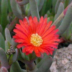 10 Carpobrotus edulis Seeds - Indigenous Succulents Fruit