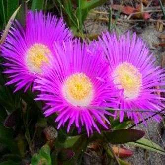 Carpobrotus edulis Seeds - Sour fig, Cape fig, Hottentots fig - Indigenous Succulents Fruit