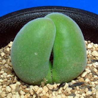 Muiria hortenseae Seeds VERY RARE (Sow Autumn - Winter) - Indigenous Succulents