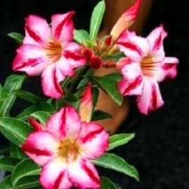 Adenium obesum var. Harry Potter Seeds - Succulents Natural Bonsai + FREE SEEDS WITH ALL ORDERS!