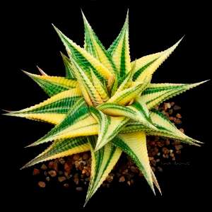 10 Haworthia spec. Mixed Seeds - Indigenous Succulents
