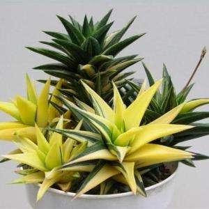 Haworthia spec. Mixed Seeds - Indigenous Succulents