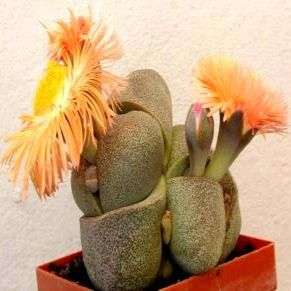 10+ Pleiospilos Mixed Species Seeds - Split Rock - Indigenous Succulents
