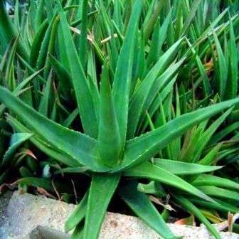 Aloe excelsa Seeds - Indigenous Succulents