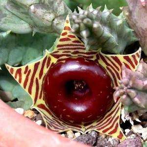 5 Huernia zebrina Seeds - Indigenous Succulents - Buy Seeds for African Succulents - Asclepiad
