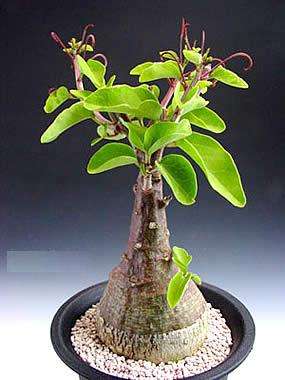 RARE SUCCULENT SEEDS Adenia spinosa - Caudiciform from South Africa