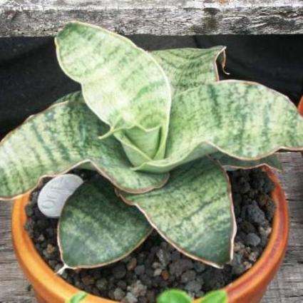 10 Sansevieria metalica Seeds - Indigenous - Buy Seeds For Succulents From Africa