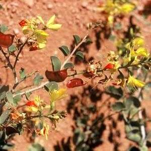 Adenolobus pechuellii Seeds - Namib Neat's Foot - Indigenous Shrub