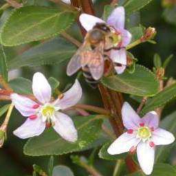 10 Oval-leaf Buchu, Boegoe Seeds ~ Agathosma crenulata Seeds - Indigenous Shrub