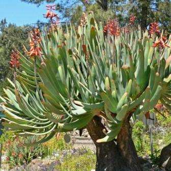 Aloe plicatilis Seeds - Fan Aloe - Waaieralwyn - Indigenous Succulents
