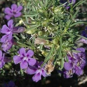 10 Kankerblarebossie Seeds - Aptosimum spinescens - Indigenous Perennials