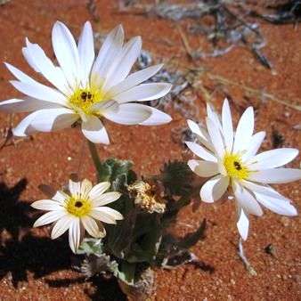 Blue Eyed African Daisy Seeds - Arctotis venusta Seeds - Indigenous Annual