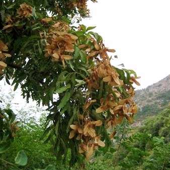 Lebombo Krantz Ash Seeds - Atalaya alata - Indigenous Deciduous Tree Seeds from South Africa
