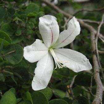 5 Natal Bauhinia Tree Seeds ~ Bauhinia natalensis Seeds- Indigenous Shrub