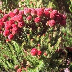 Berzelia galpinii Seeds - Indigenous Evergreen Shrub - Fynbos