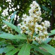 10 Water White Alder Seeds - Brachylaena neriifolia - Indigenous Tree Seeds