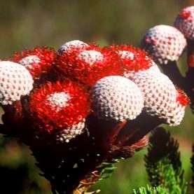 10 Brunia stokoei Seeds - Rooistompie - Indigenous Shrub