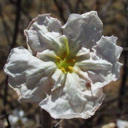Trumpet Thorn Seeds - Catophractes alexandri - Indigenous Shrub