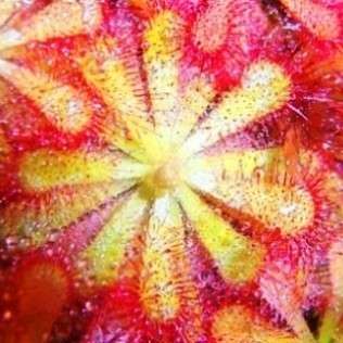 5 Drosera natalensis Seeds - Natal Sundew - Indigenous Carnivorous Plant Seeds