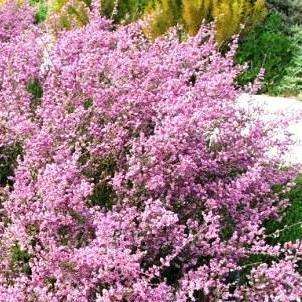 Nylandtia spinosa Seeds ~ Tortoise Berry, Skilpadbessie - Indigenous Medicinal Shrub Edible Fruit