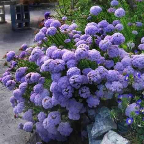 10 Pseudoselago serrata Seeds - Indigenous Perennial