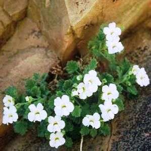 5 Colpias mollis - Klipblom Seeds - Indigenous Perennial Seeds