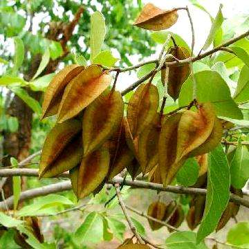 Combretum collinum Tree Seeds ~ Variable Bushwillow - Indigenous
