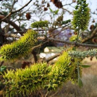 Combretum zeyheri Tree Seeds ~ Noise leaf, Large-Fruited Bushwillow - Indigenous