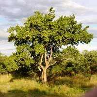10 Combretum zeyheri Tree Seeds ~ Noise leaf, Large-Fruited Bushwillow - Indigenous