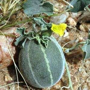 Cucumis sagittatus Seeds - Goats Apple Seeds - Indigenous