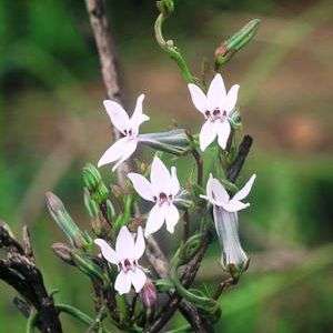 Creeping campanula Seeds - Cyphia volubilis - Indigenous Perennial Seeds