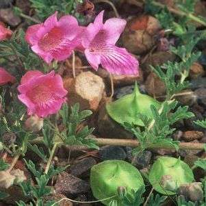 Dicerocaryum eriocarpum Seeds - Devil's thorn - Indigenous Perennial