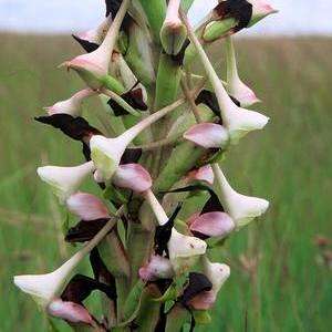 Disa cooperi Seeds - Buy Seeds for Indigenous South African Orchids + FREE SEEDS WITH ALL ORDERS