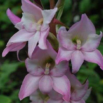 20 Disa crassicornis Seeds - Indigenous Orchid Seeds - Inheemse Orgidee Sade Te koop in RSA