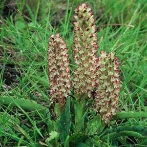 Disa fragrans Seeds - Perennial Orchid Seeds Indigenous to South Africa - FREE SEEDS WITH ALL ORDERS