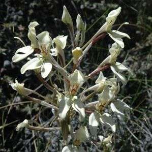 50 Disa karooica Seeds - Bulk Indigenous Orchid Seeds - Inheemse Orgidee Sade in Suid Afrika