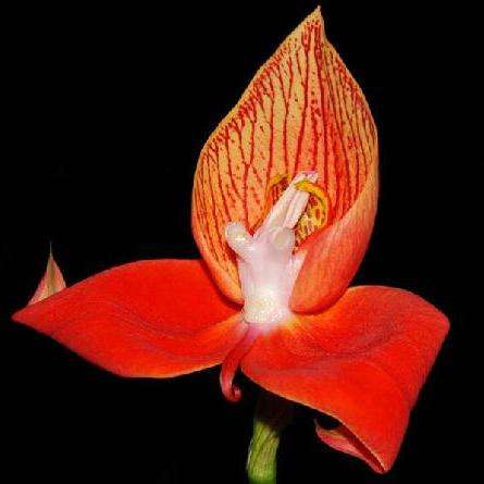 20 Disa uniflora Seeds - Indigenous Orchid Seeds