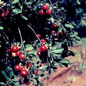 Diospyros lycioides ssp lycioides Seeds ~ Kalahari Star Apple - Attracts Birds - Indigenous Tree