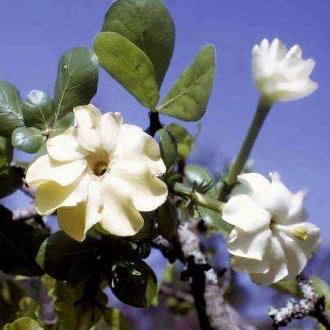 Gardenia ternifolia ssp jovis-tonantis Indigenous Tree Seeds - Large-leaved Transvaal Gardenia