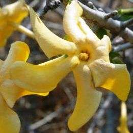 Gardenia volkensii ssp spathulifolia Indigenous Tree Seeds - Bushveld Gardenia