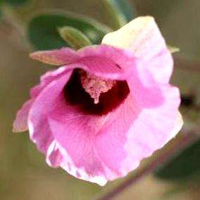Gossypium anomalum Seeds - Cotton Bush - Indigenous Shrub