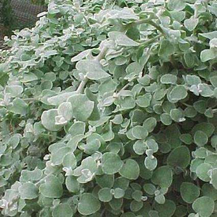 Helichrysum petiolare Seeds - Kooigoed, Everlasting, Imphepho Indigenous Medicinal Shrub Seeds