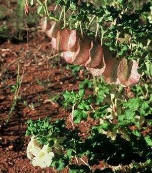 5 Holubia saccata Seeds - Indigenous Perennial Seeds
