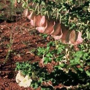 10 Holubia saccata Seeds - Indigenous Perennial Seeds