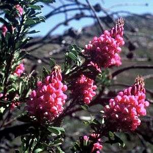 10 Hypocalyptus sophoroides Seeds - Indigenous Shrub Seeds