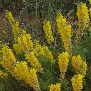 10 Lebeckia sepiaria Seeds - Indigenous Shrub Seeds