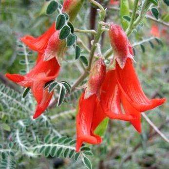 10 Lessertia montana Seeds - Bergkankerbossie - Indigenous Frost Hardy Shrub Seeds