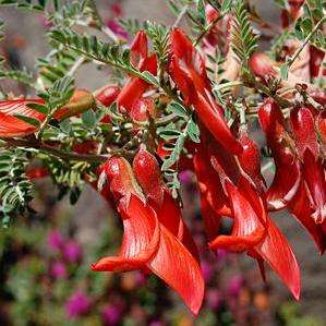 Lessertia montana Seeds - Bergkankerbossie - Indigenous Frost Hardy Shrub Seeds