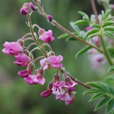 10 Lessertia rigida Seeds - Verified Seller - Worldwide Delivery - Indigenous Shrub Seeds