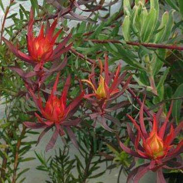 10 Leucadendron salignum Seeds - Protea Family - Buy Indigenous Shrub Seeds in South Africa